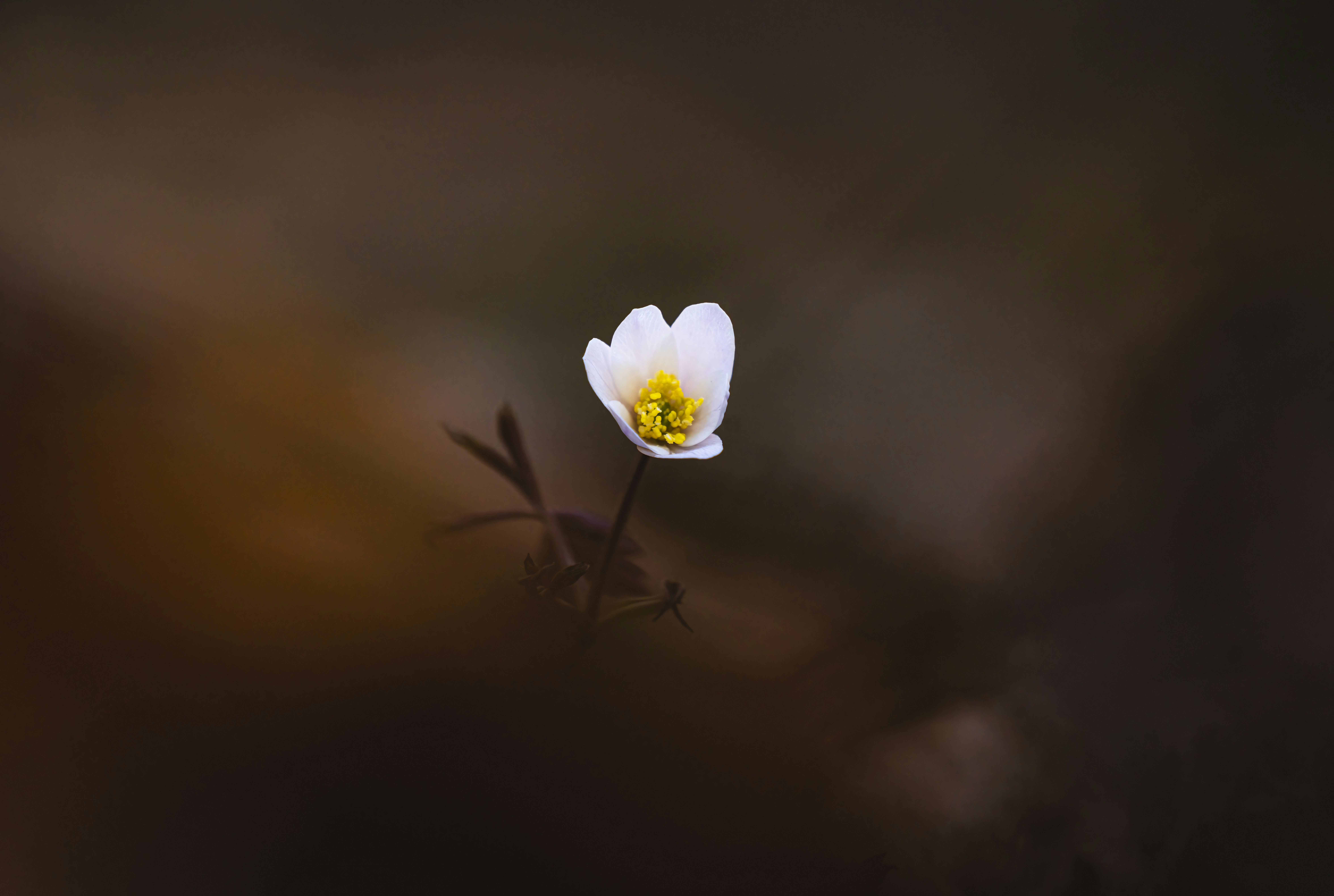 a small white flower with a yellow center
