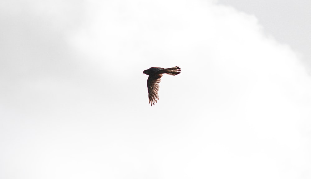 a bird flying in the sky with a cloud in the background