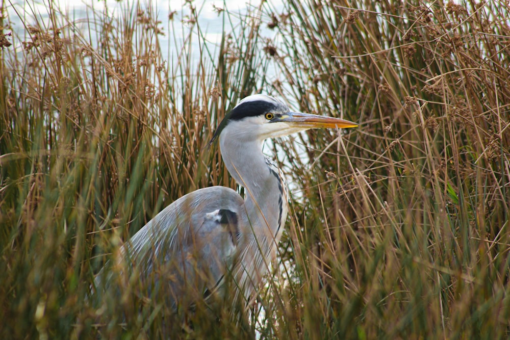 a bird is standing in the tall grass