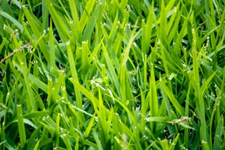 A close-up view of dense green grass blades, with some showing tips that are slightly frayed or beginning to flower.