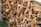 A neatly stacked pile of chopped firewood, displaying a variety of textures and shades of wood. The logs are arranged horizontally, revealing their cut ends, which vary in size and shape. The background includes a concrete wall and greenery at the base.
