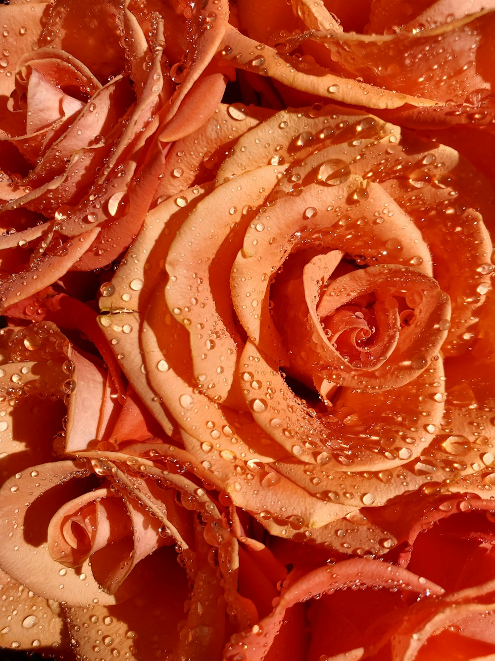 a bunch of roses with water droplets on them