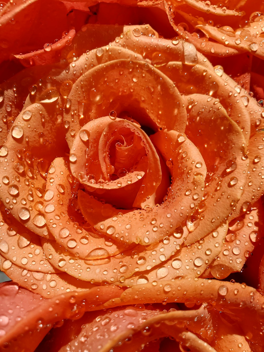 a close up of a rose with water droplets on it