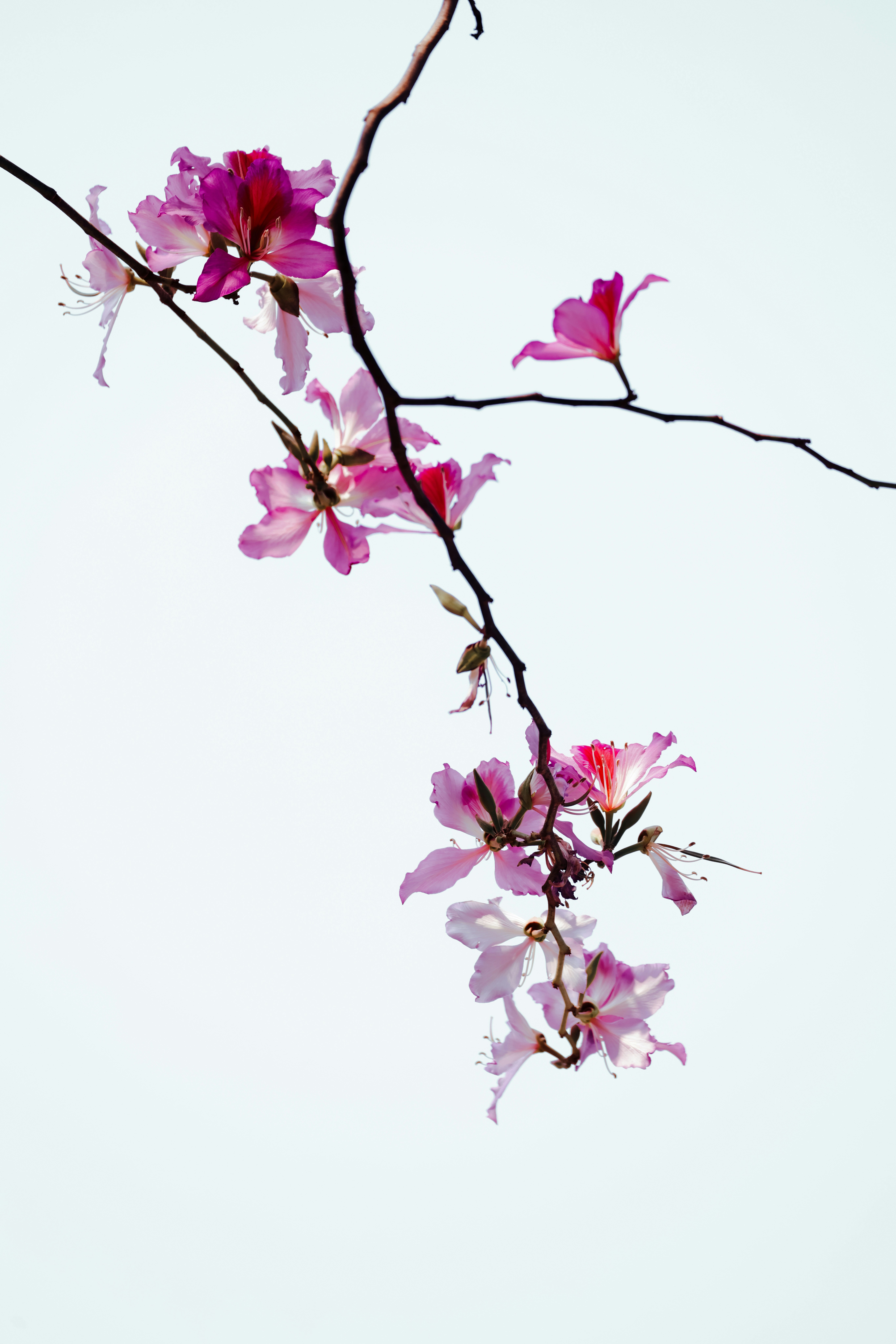 Photo by dickenslin76