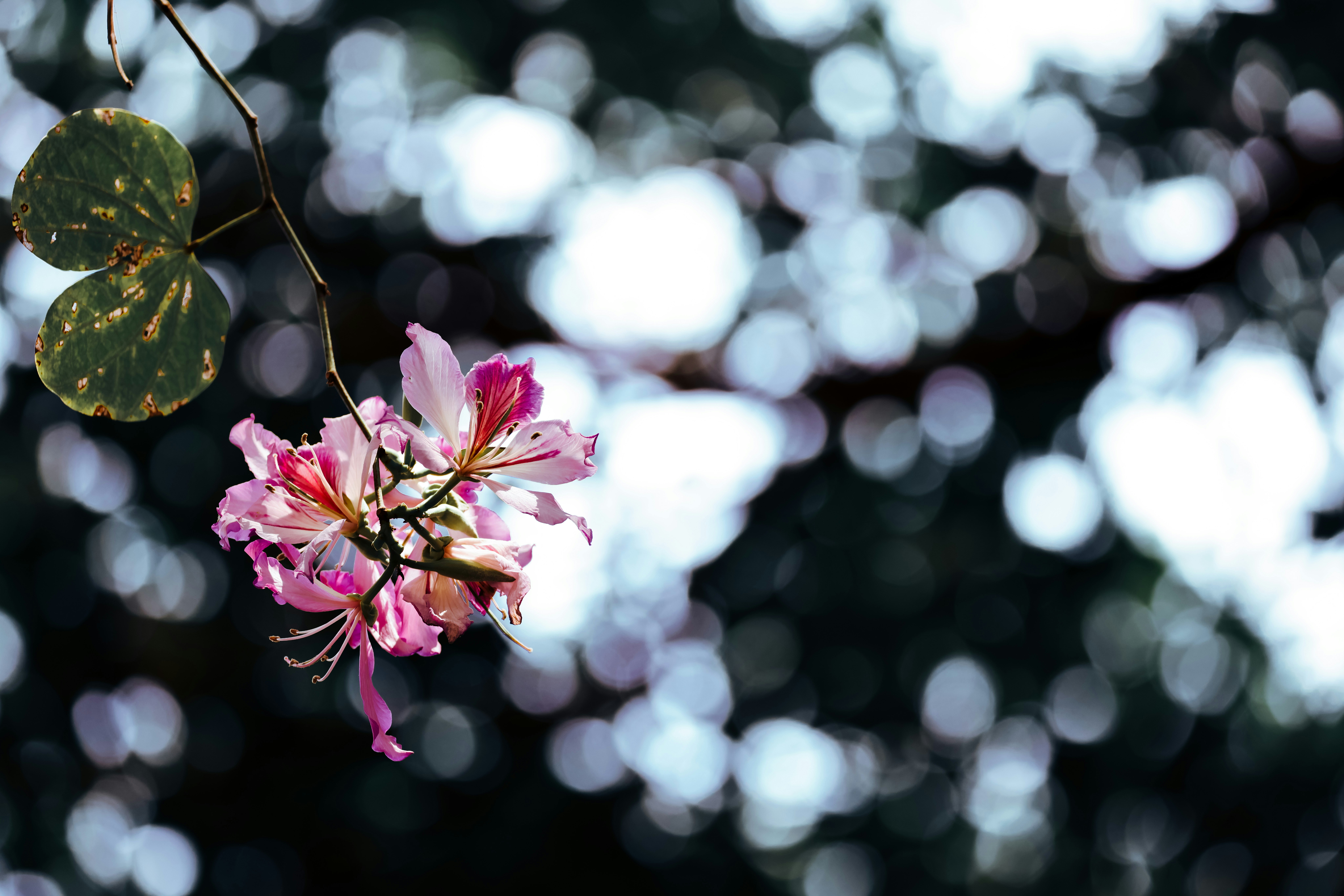 Photo by dickenslin76