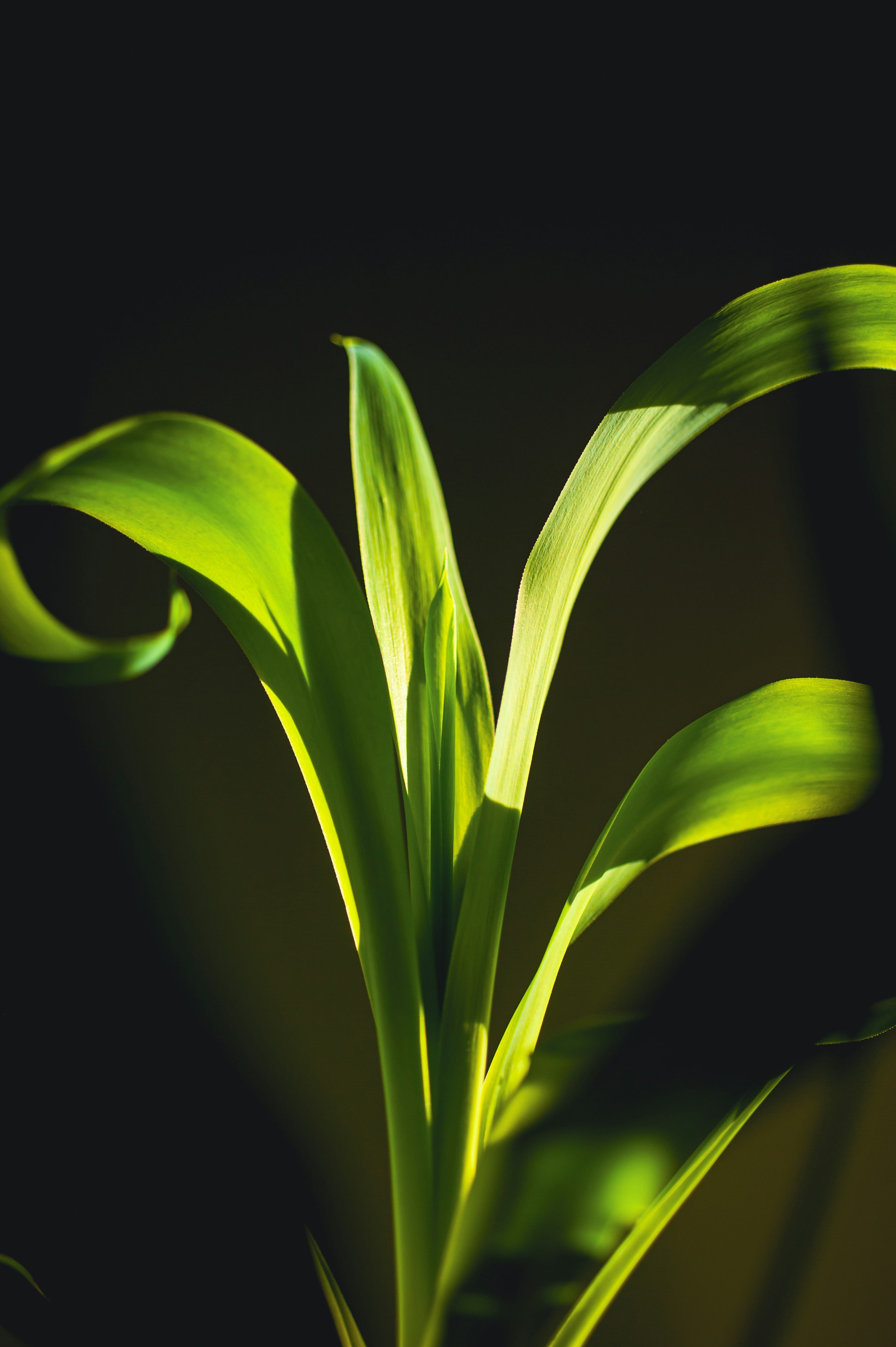 a close up of a green plant with a black background