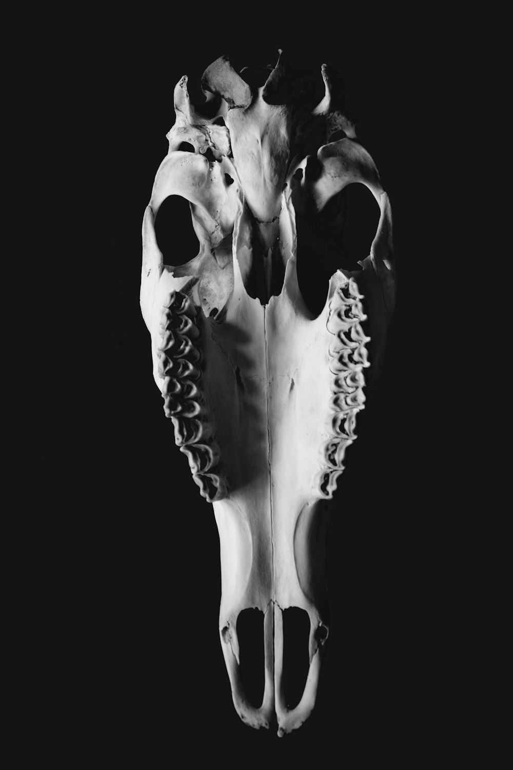 a black and white photo of a skull