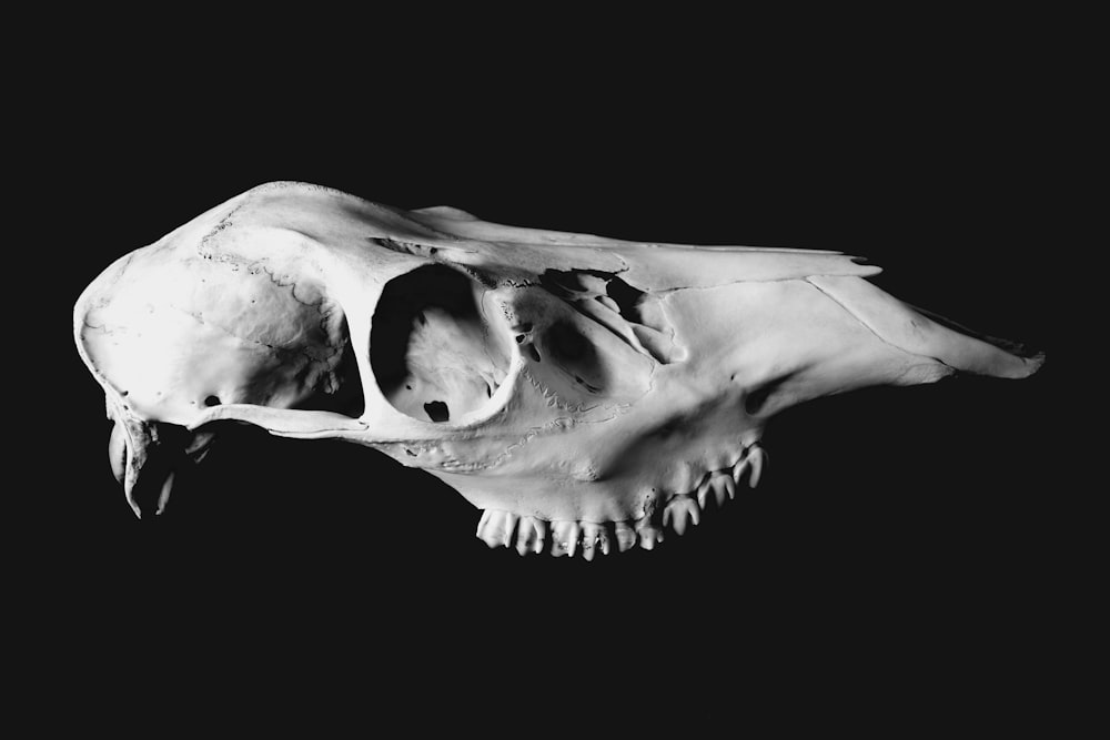 a black and white photo of a cat's skull