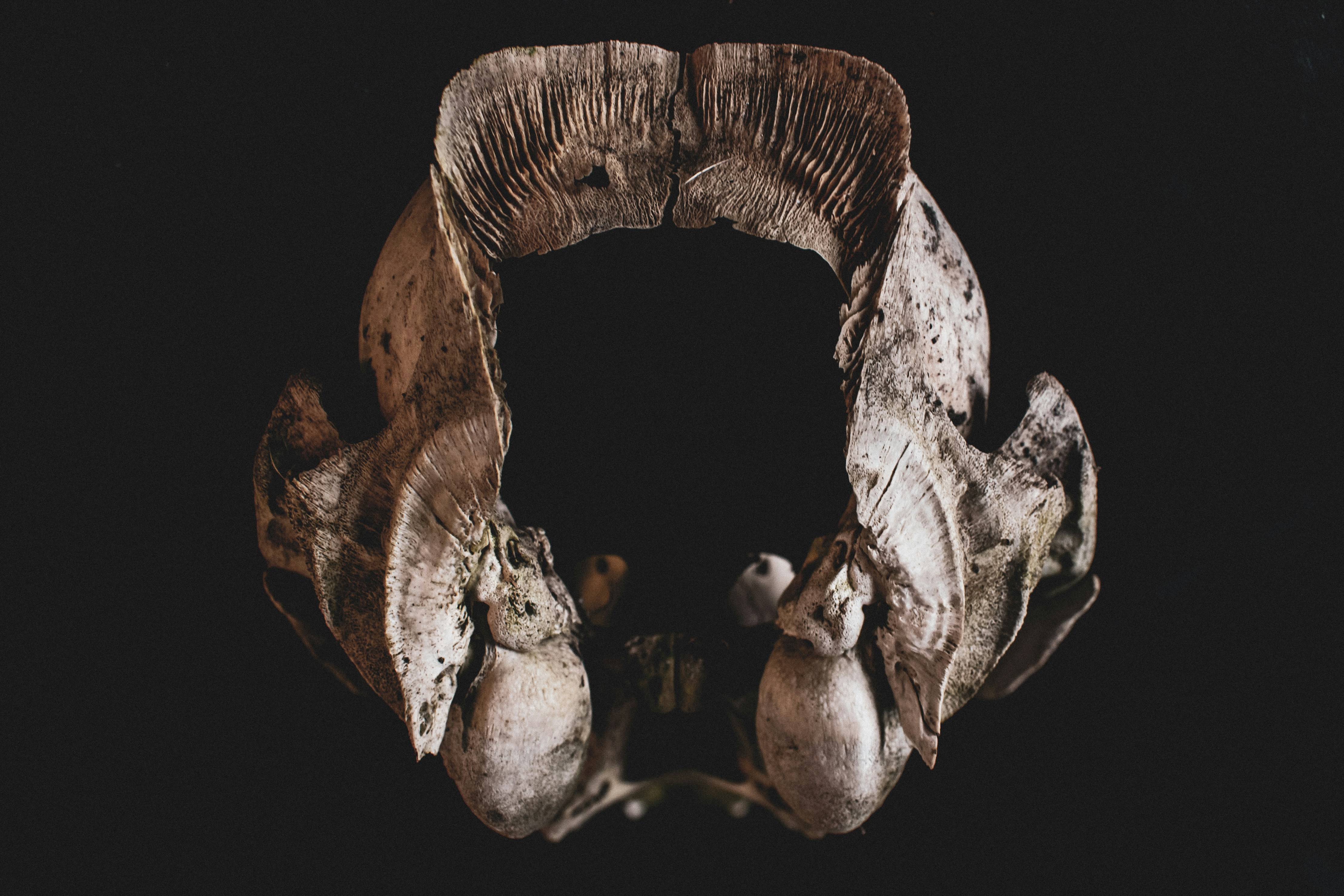 a close up of a mushroom on a black background
