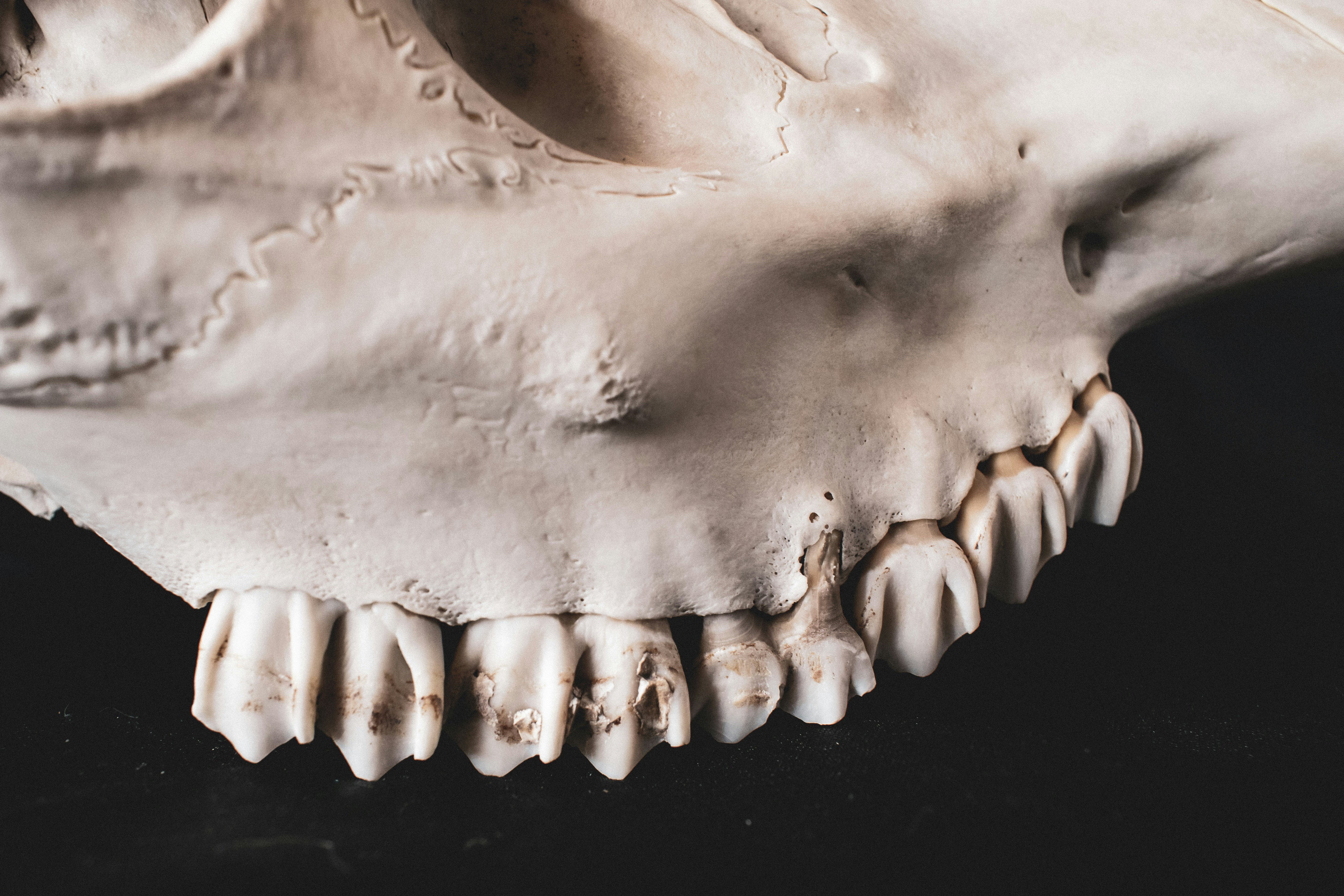 “False Saber-Tooths” Fooled Scientists for Decades (image credits: unsplash)