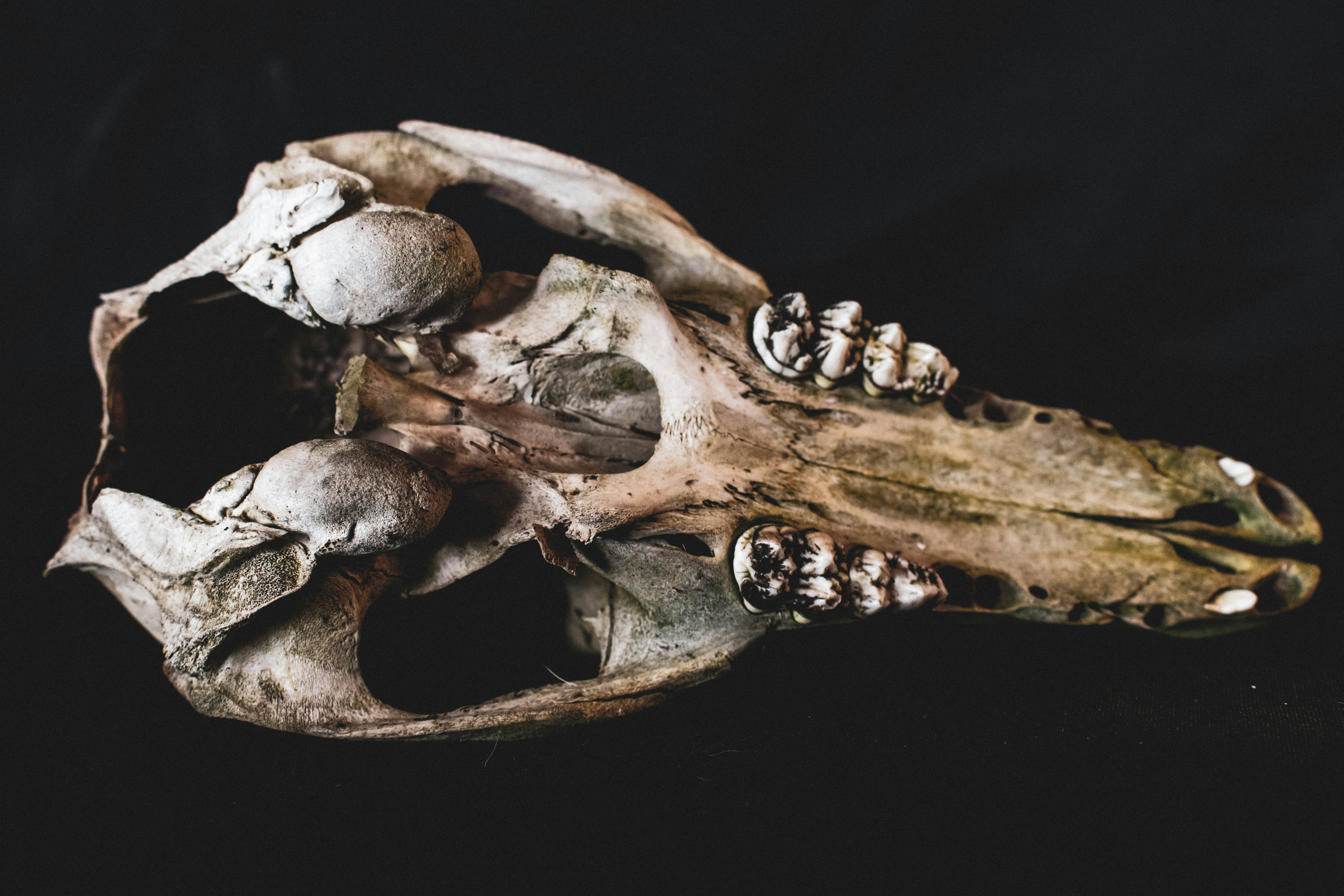 19. Prehistoric Playfulness? (image credits: unsplash)
