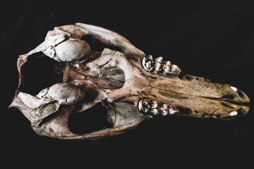 a close up of a human skull on a black background