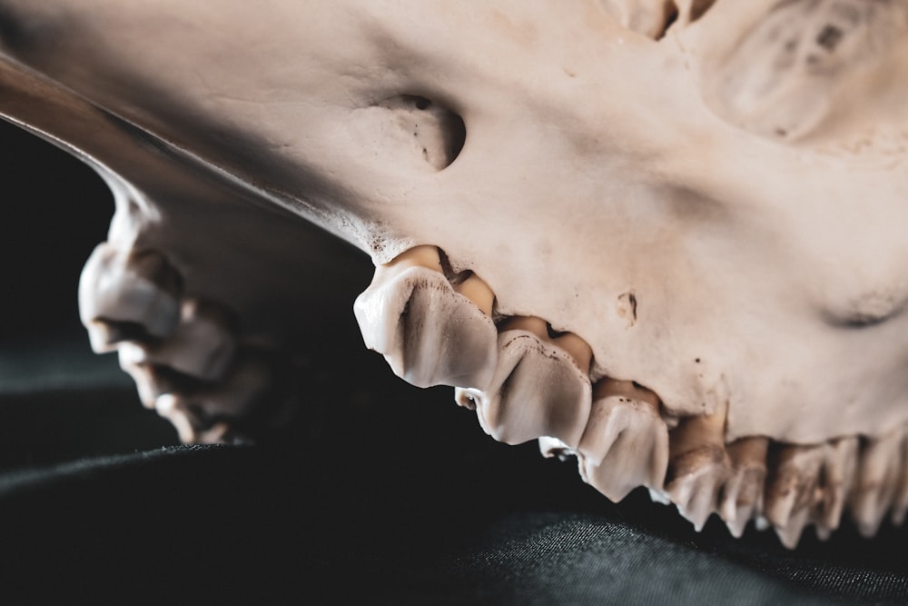 a close up of a fake animal's teeth