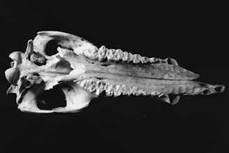 A black and white photo of an animal skull, showcasing a detailed view of the upper jaw with visible teeth and intricate bone structure. The background is dark, enhancing the contrast with the bone's texture and features.