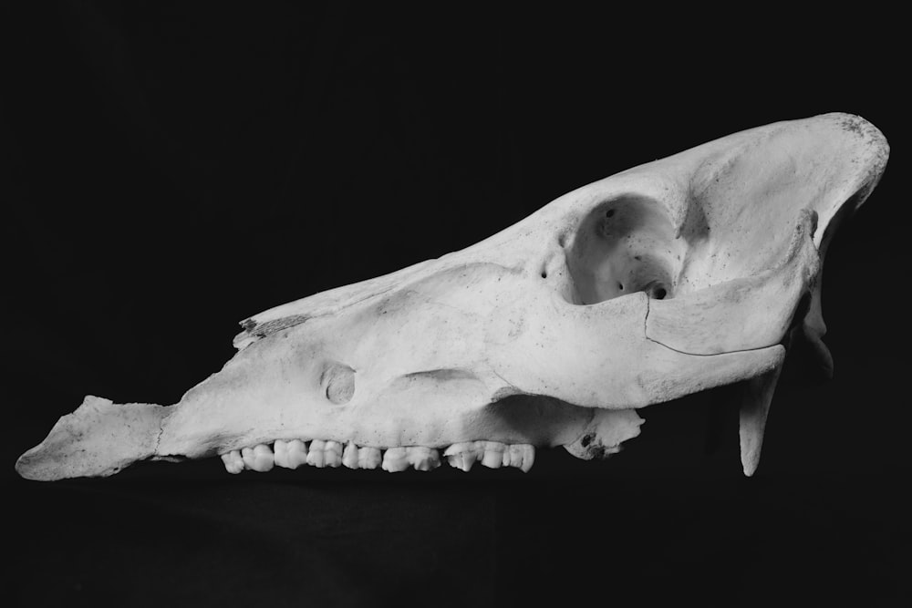 a large animal skull on a black background
