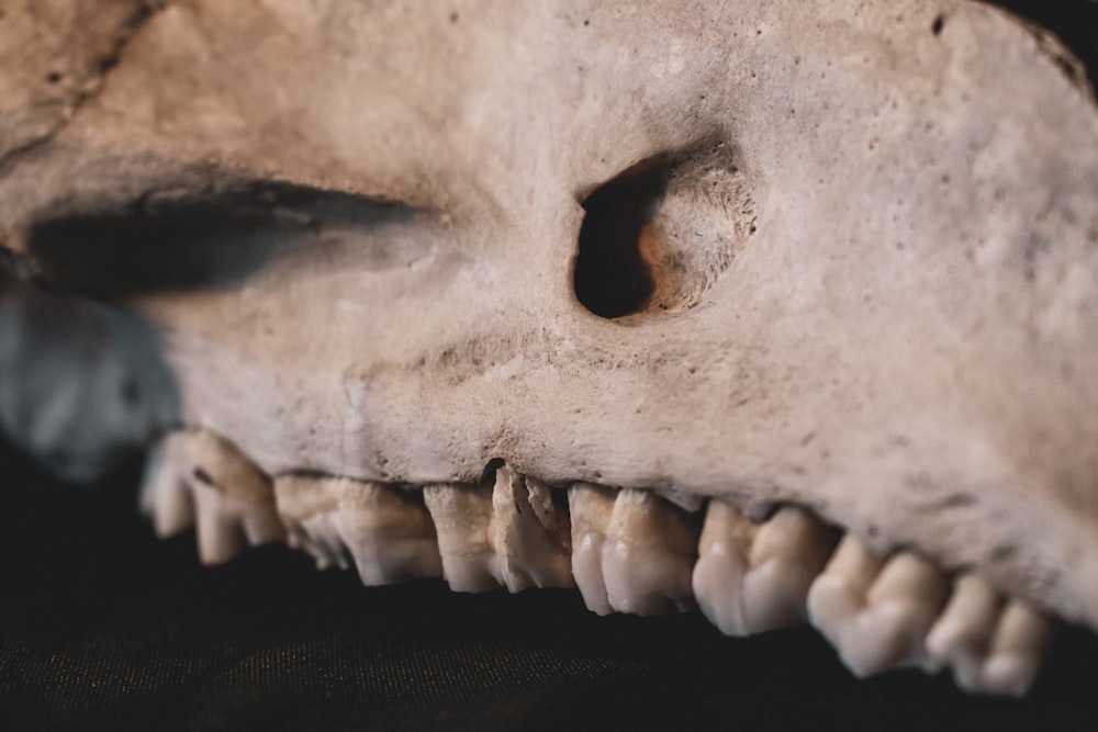 a close up of a skull with teeth