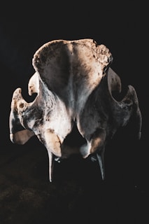 Close-up of a high-resolution MRI scan displayed on a monitor, highlighting detailed animal anatomy.