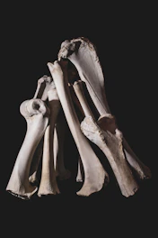 a group of bones stacked on top of each other
