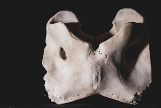A close-up view of a bone structure with an intricate and rough texture. The lighting casts shadows that accentuate its contours, giving it a slightly eerie appearance against a dark background.