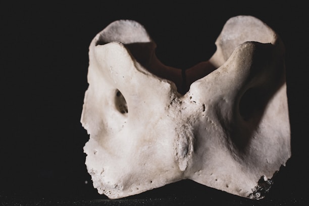 A close-up view of a bone structure with an intricate and rough texture. The lighting casts shadows that accentuate its contours, giving it a slightly eerie appearance against a dark background.