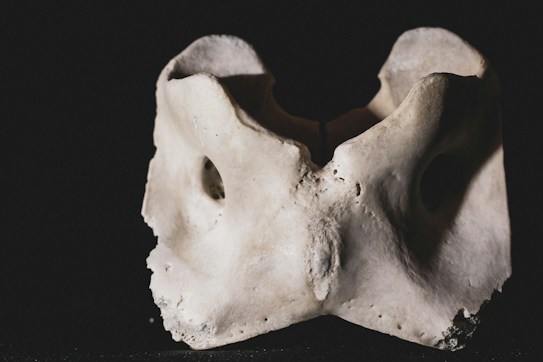 A close-up view of a bone structure with an intricate and rough texture. The lighting casts shadows that accentuate its contours, giving it a slightly eerie appearance against a dark background.