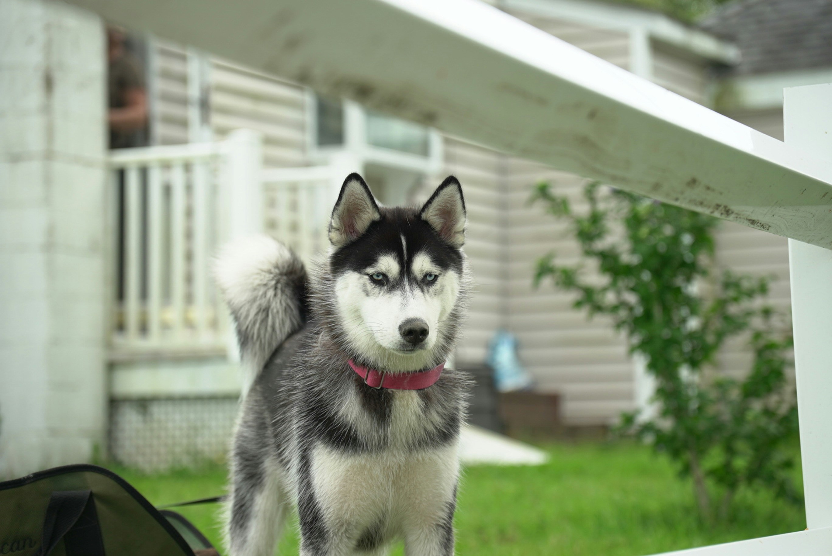 Siberian Husky photo 3