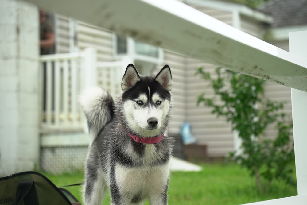 a husky dog standing on a porch next to a house