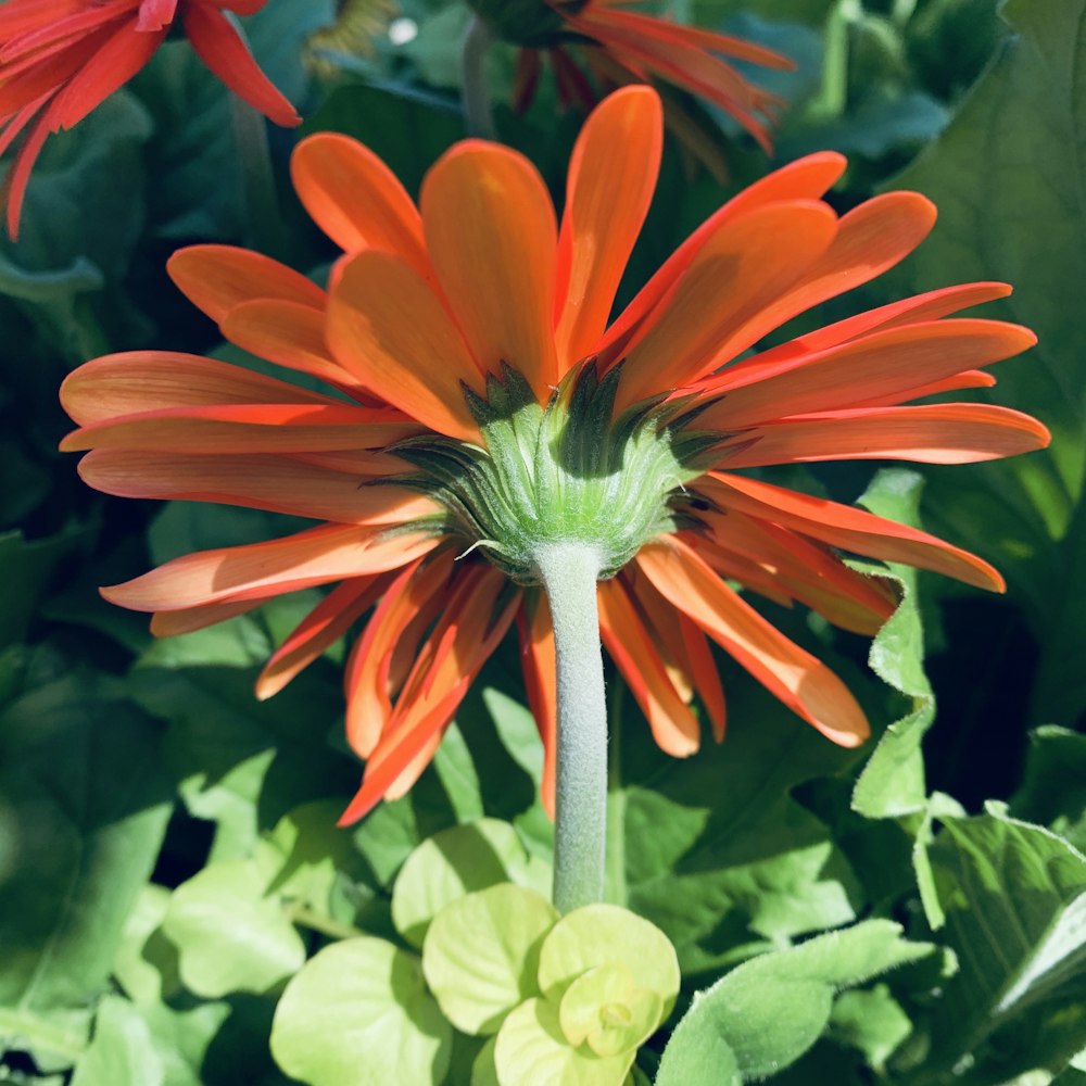 a close up of an orange flower in a garden