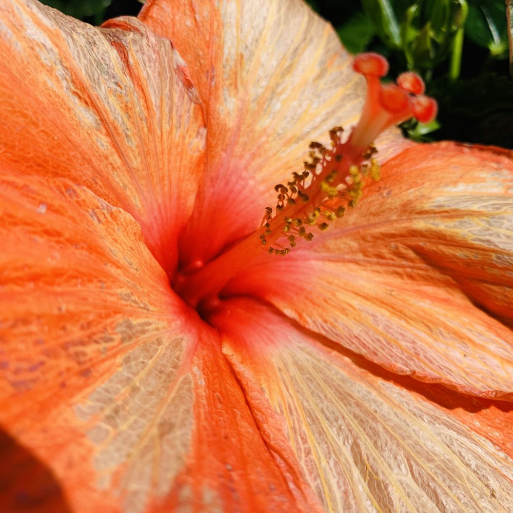 um close up de uma grande flor laranja