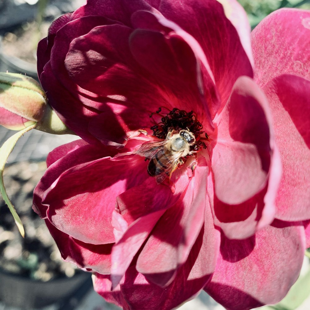 una flor rosa con una abeja dentro de ella