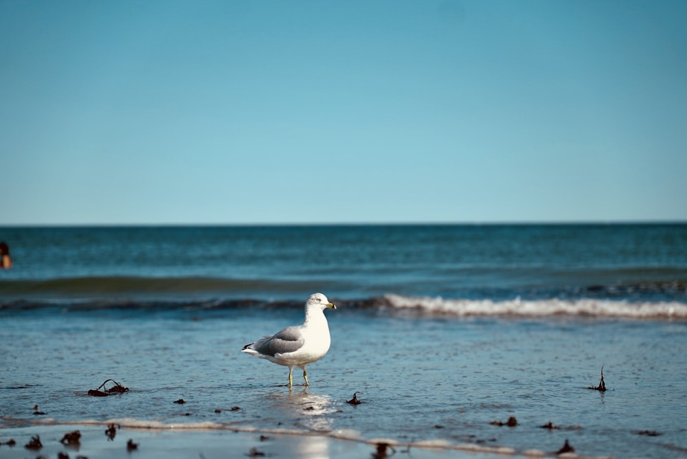 a seagull standing on a beach near the ocean