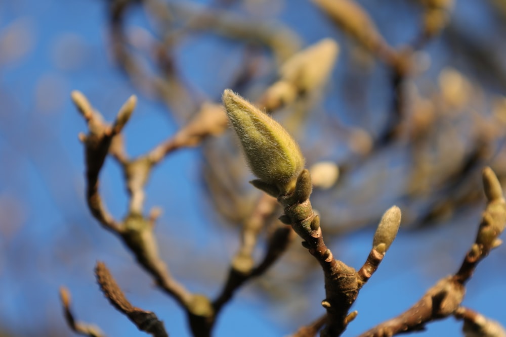 a close up of a tree branch with no leaves