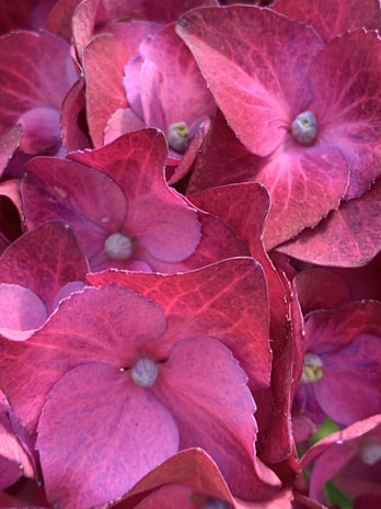 A close-up of a blooming hydrangea showcasing its intricate petals.