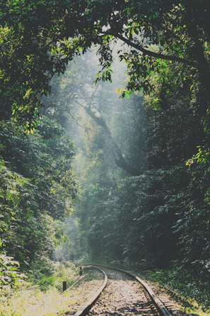 a train track in the middle of a forest
