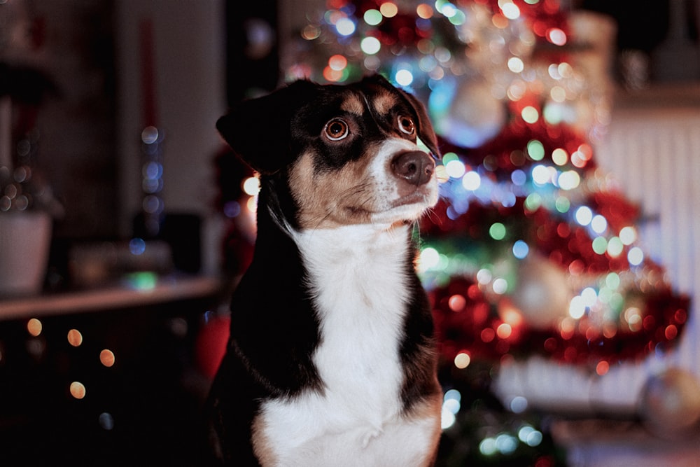 a dog sitting in front of a christmas tree