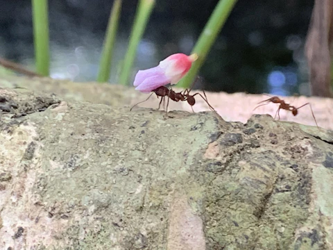 A trail of ants crossing a colorful flower petal in bright sunlight.