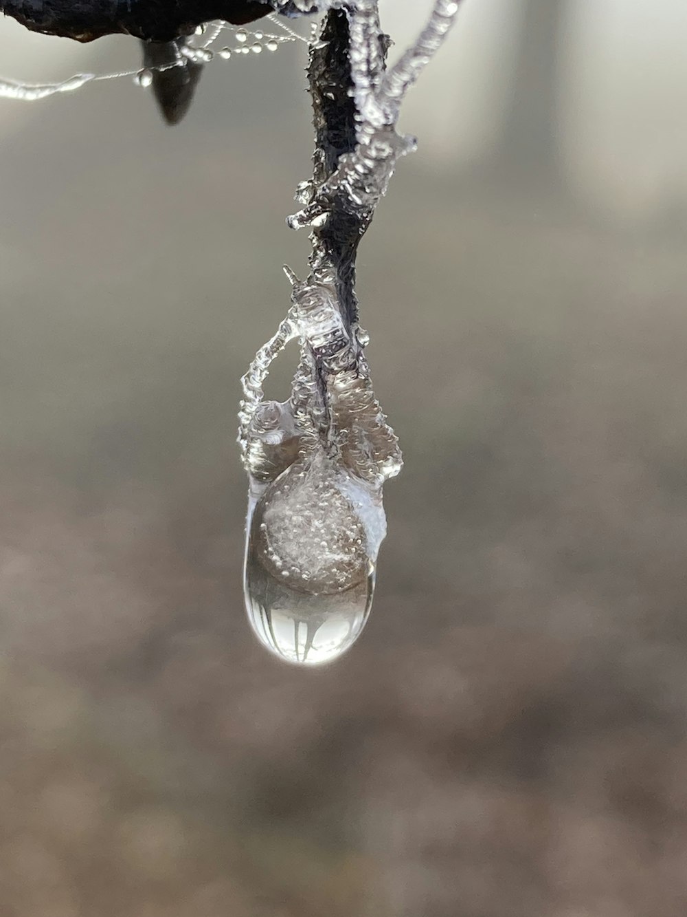 a drop of water hanging from a tree branch