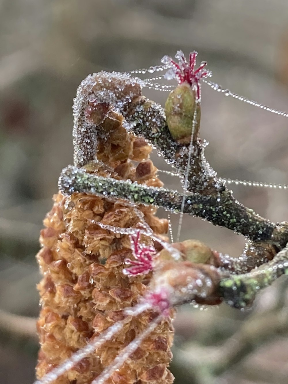 a close up of a tree branch covered in ice