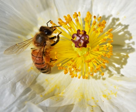 Close-up of a honeybee collecting pollen on a vibrant yellow flower.