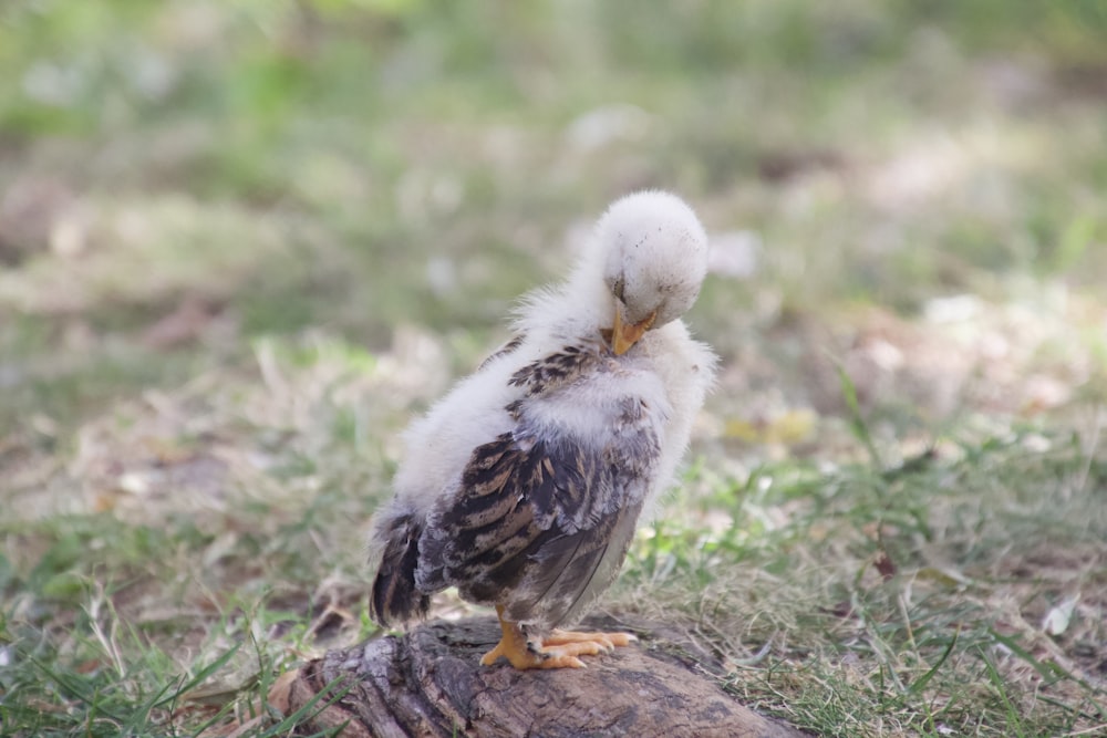 a small bird sitting on top of a piece of wood