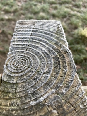 Close-up of a wooden log, showcasing visible annual growth rings and a light frost or ice crystals covering the surface. The log is positioned at an angle, with a blurred grassy background providing contrast to the textured wood.