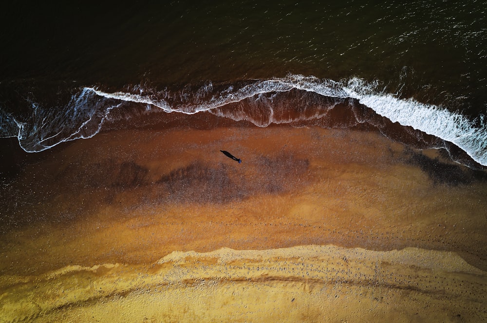 a bird flying over a sandy beach next to the ocean