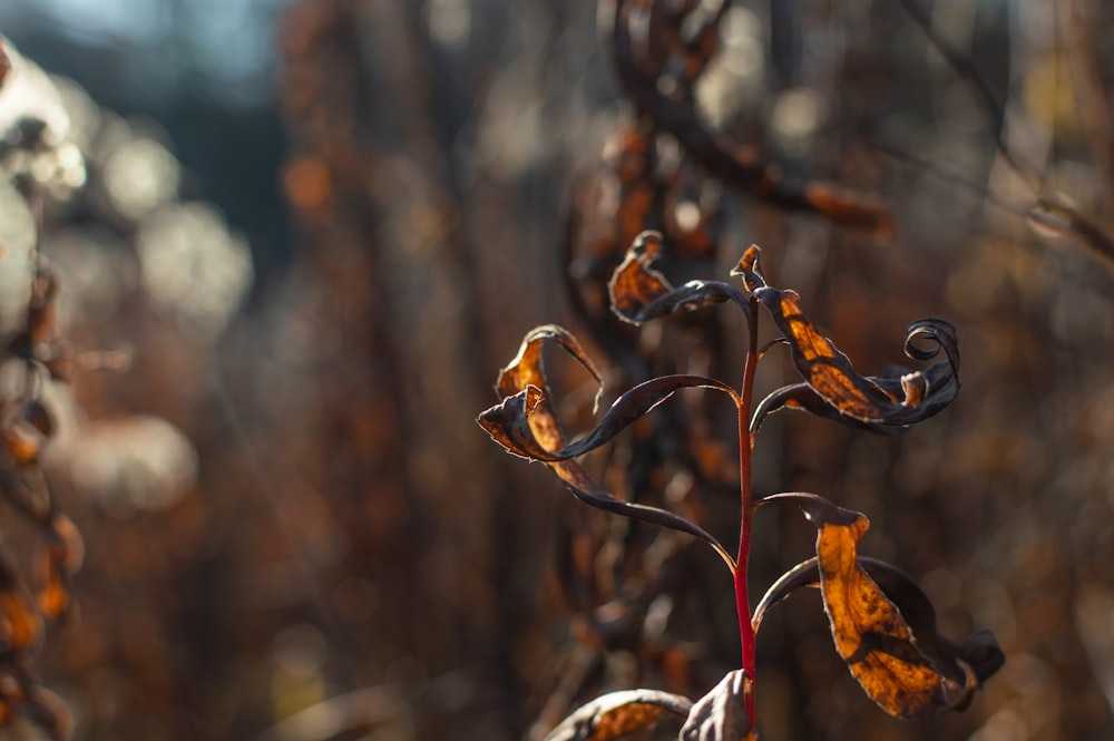 a close up of a plant with brown leaves