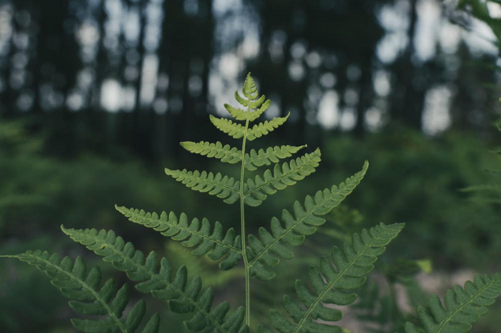 a close up of a green leaf in a forest