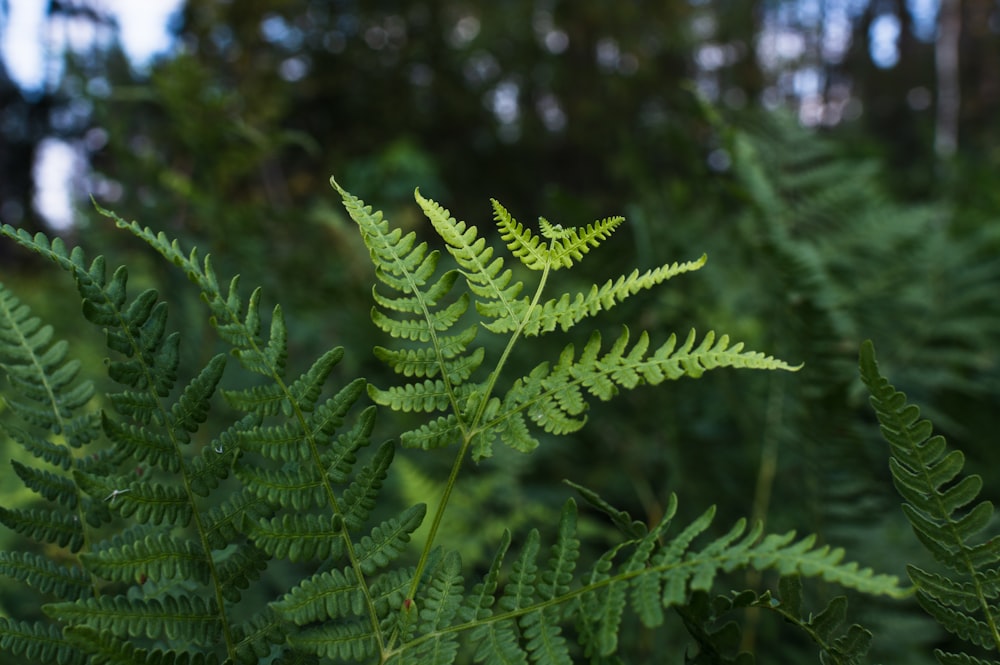 a close up of a green plant with lots of leaves