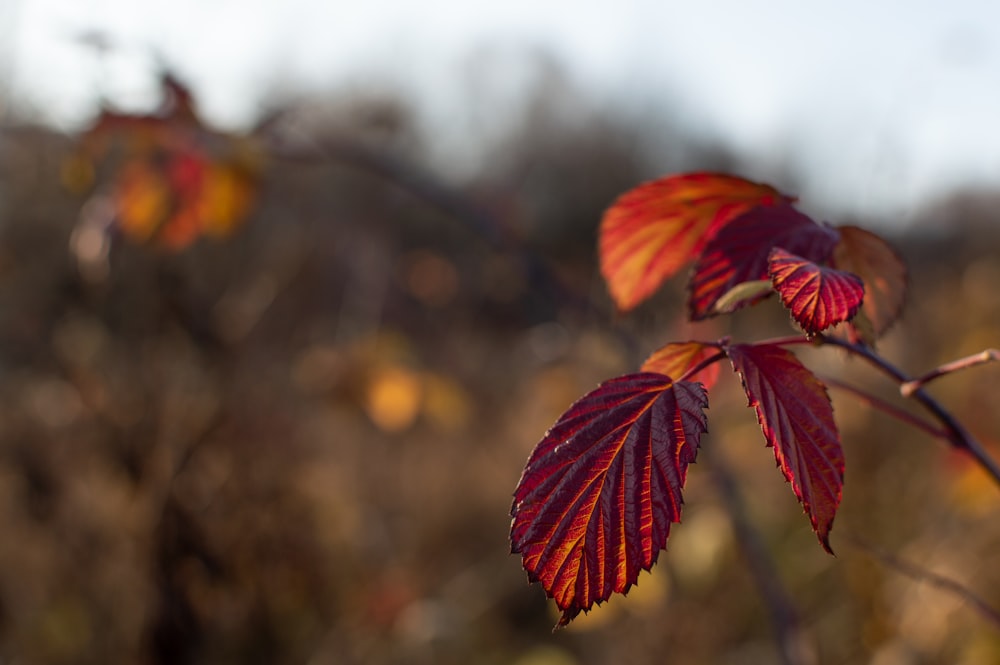 a close up of a branch with red leaves