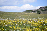 Wildflowers blooming in a sunlit meadow with distant hills.