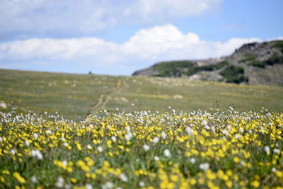 Wildflowers blooming in a sunlit meadow with distant hills.