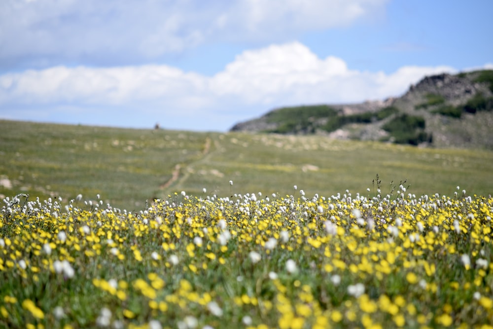 a field full of yellow and white flowers