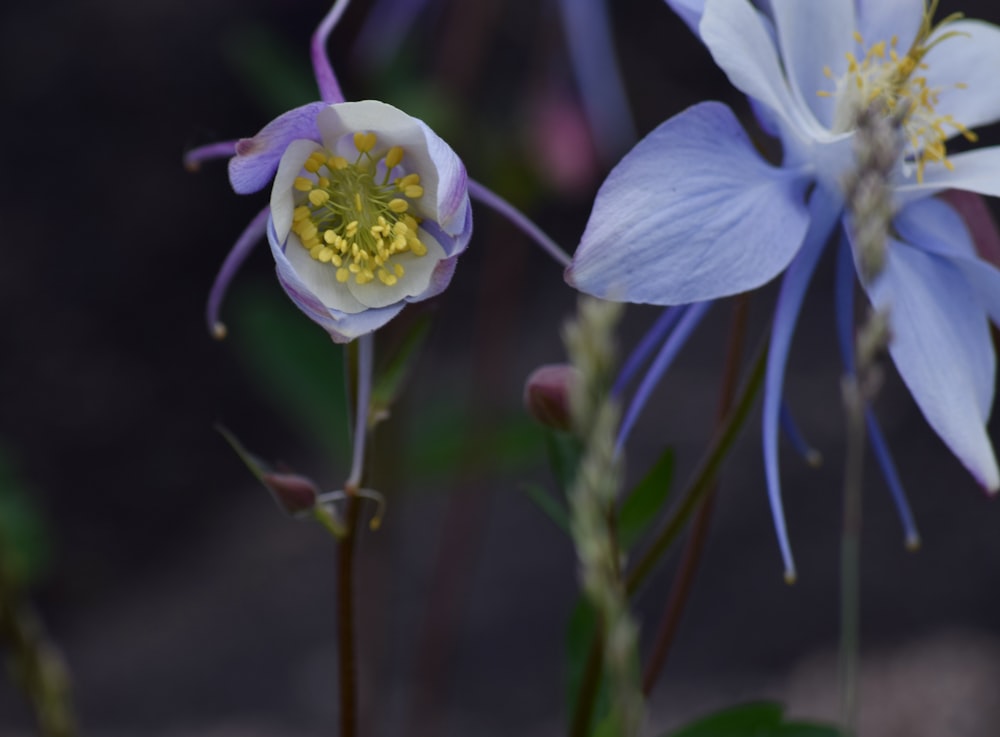 two blue and white flowers with yellow stamens